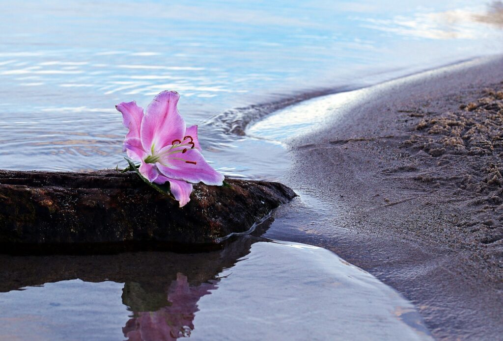 lily, flower background, flower